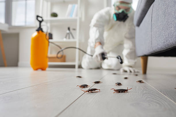 Commercial Kitchen Cockroach Control in Preakness